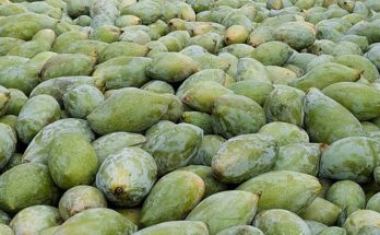 Totapuri Mango Prices Falling