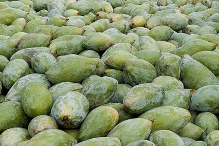 Totapuri Mango Prices Falling: Centre Forms High-Level Committee to Examine 