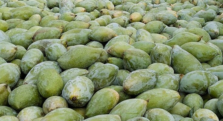 Totapuri Mango Prices Falling